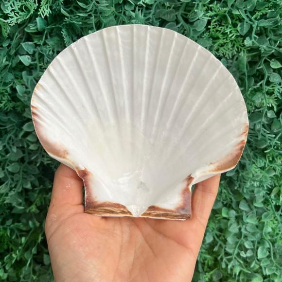 Shell Concha do Mar Cod 90