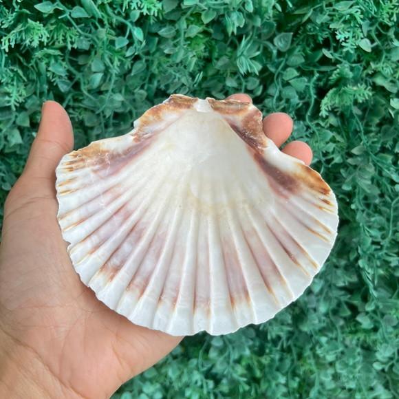 Shell Concha do Mar Cod 89