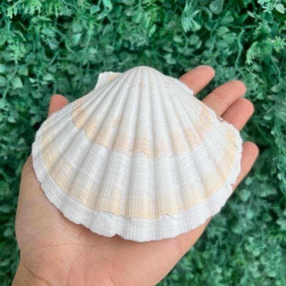 Shell Concha do Mar Cod 89