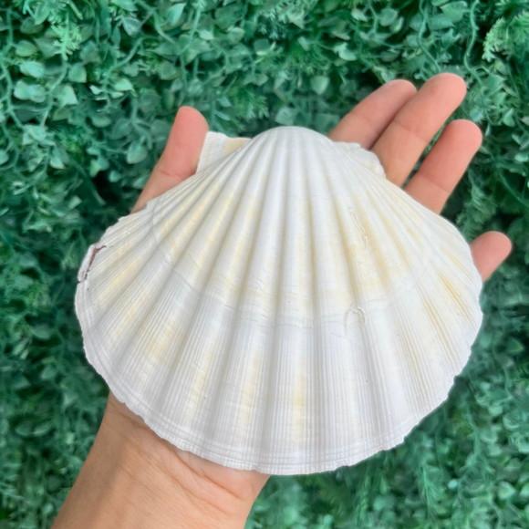 Shell Concha do Mar Cod 88