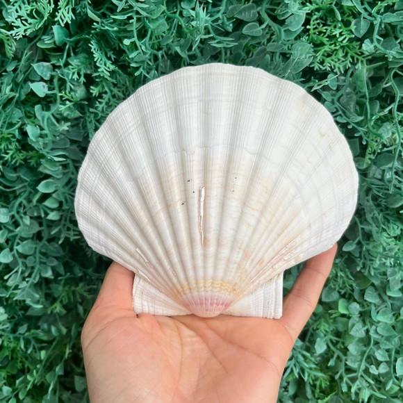 Shell Concha do Mar Cod 8