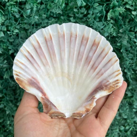 Shell Concha do Mar Cod 89