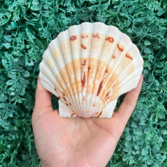 Shell Concha do Mar Cod 91