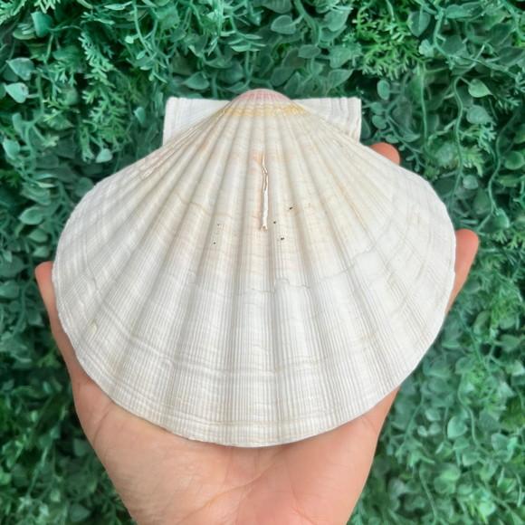 Shell Concha do Mar Cod 8