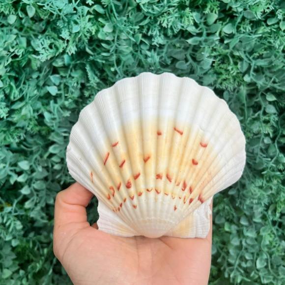 Shell Concha do Mar Cod 92