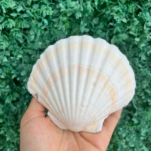 Shell Concha do Mar Cod 89