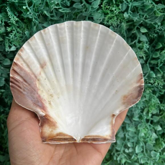 Shell Concha do Mar Cod 92