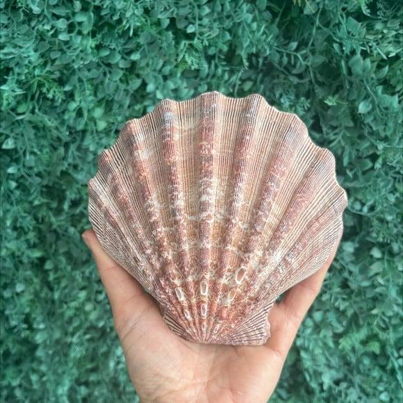 Shell Concha do Mar G 3