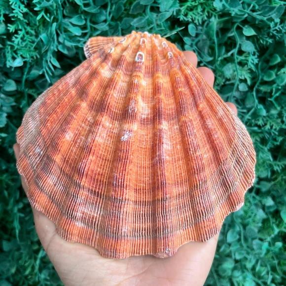 Shell Concha do Mar Cod 93