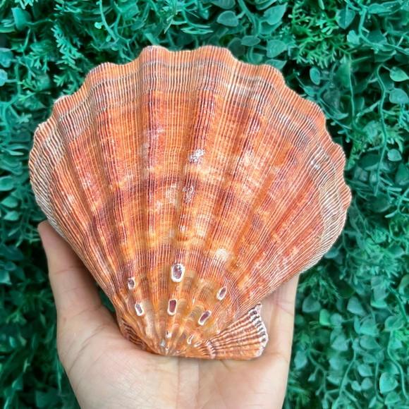 Shell Concha do Mar Cod 93