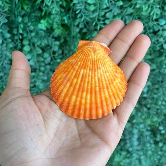 Shell Concha do Mar Cor Natural 09
