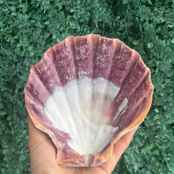 Shell Concha do Mar G 3