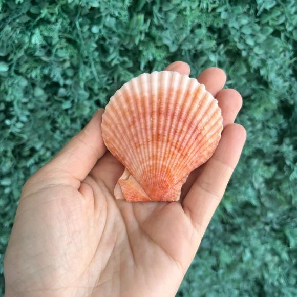 Shell Par Cor Natural Cod 06