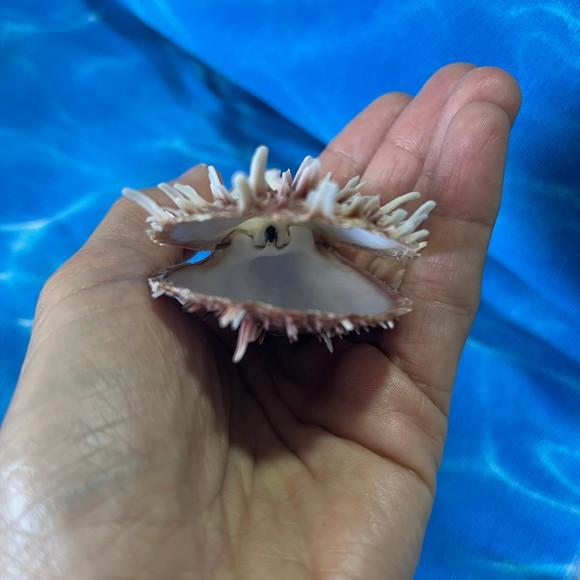 Spondylus Natural 03
