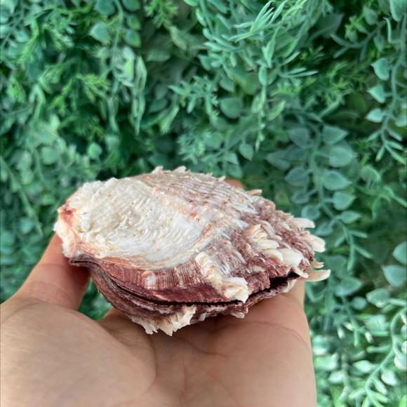 Spondylus Natural 12