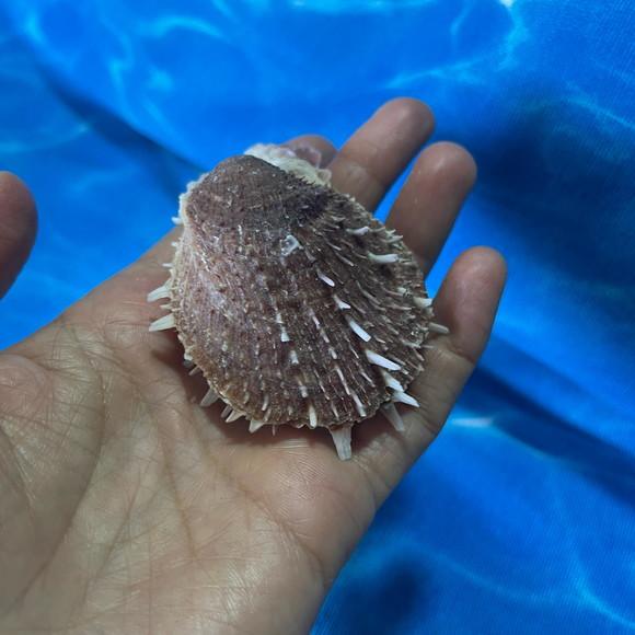 Spondylus Natural 03