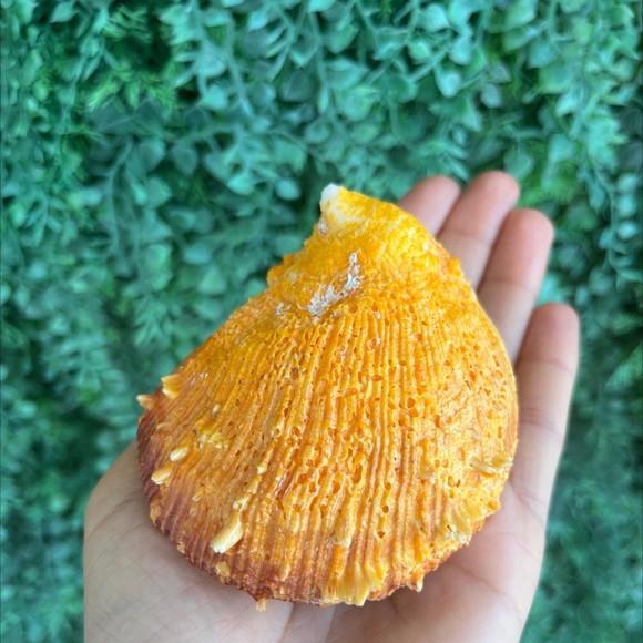 Spondylus Natural 8