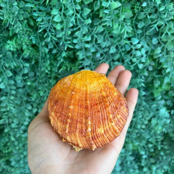 Spondylus Natural 8