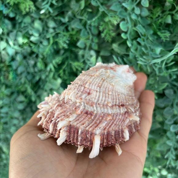 Spondylus Natural 12