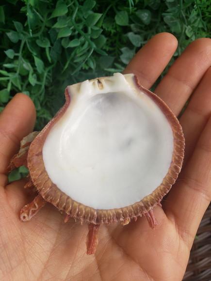 Spondylus Natural 52