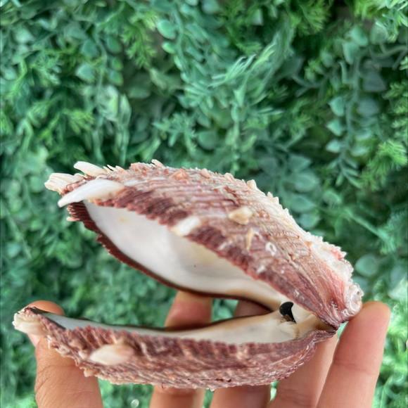 Spondylus Natural 12