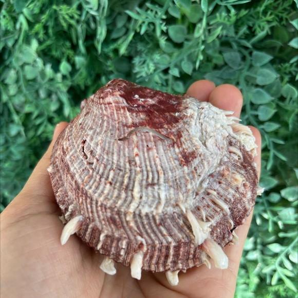 Spondylus Natural 12