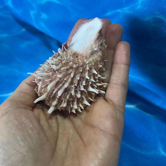 Spondylus Natural 03