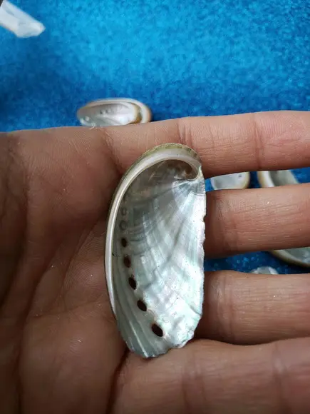 1 Concha do Mar Abalone Pp