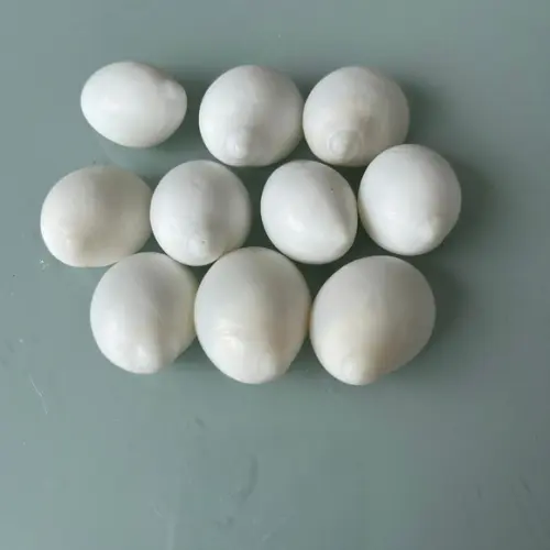 10 Conchas do Mar