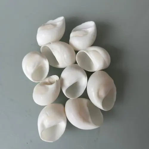 10 Conchas do Mar