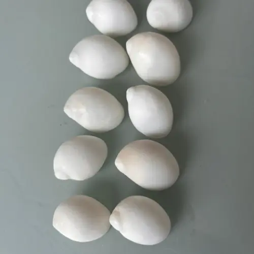 10 Conchas do Mar