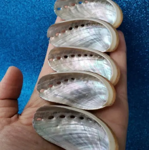 10 Conchas do Mar Abalone P
