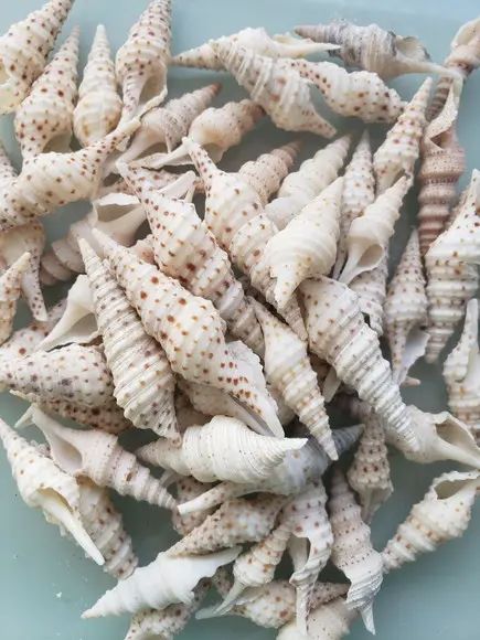 10 Conchas do Mar
