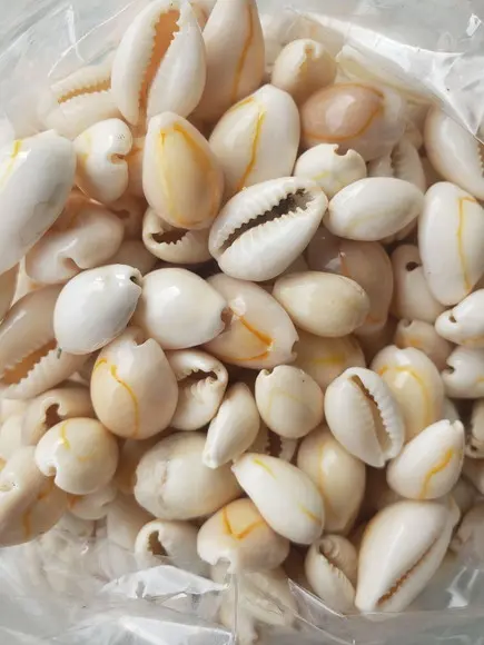 100 Buzios fechados