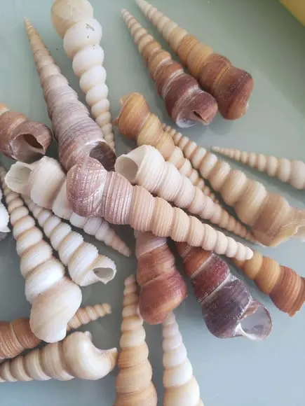 10 Conchas do Mar Conus