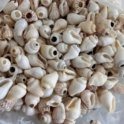 100 Conchas do Mar