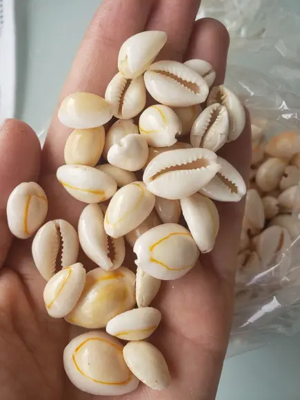 100 Buzios fechados