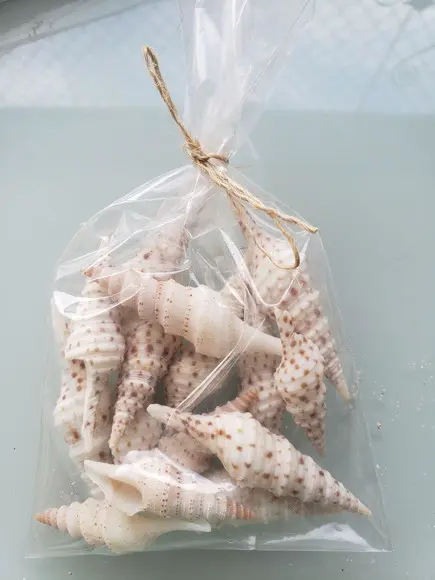 10 Conchas do Mar