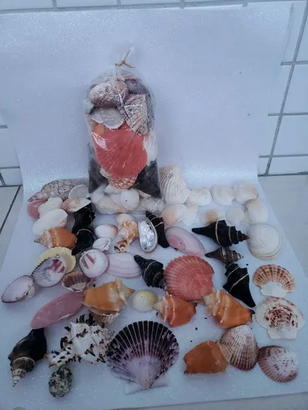 100 conchas do mar