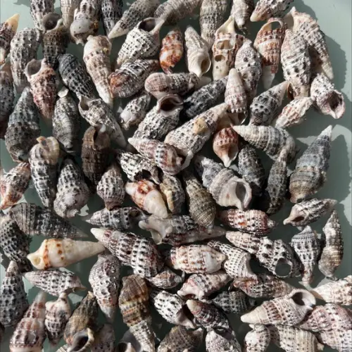 100 Conchas do Mar