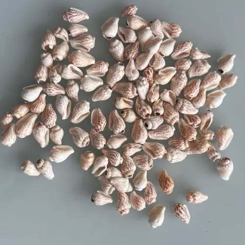 100 Conchas do Mar