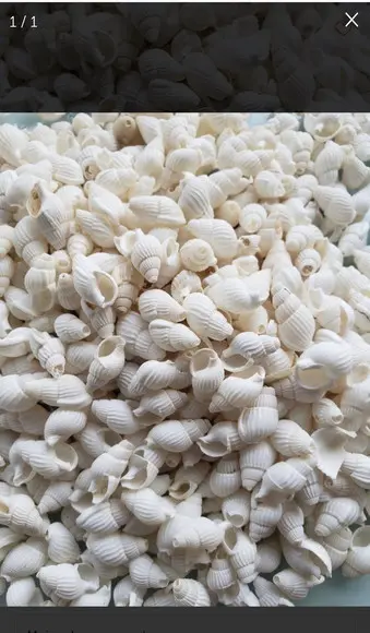 100 Conchas do Mar