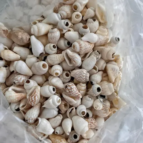 100 Conchas do Mar
