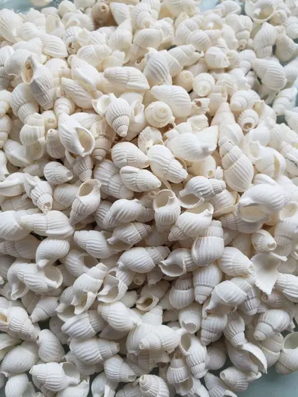 100 Conchas do Mar
