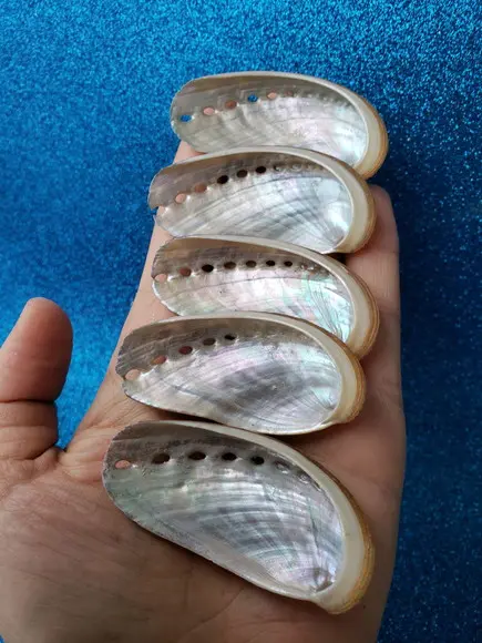 2 Conchas do mar abalone