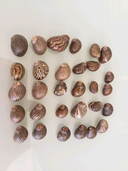 100 Conchas Nerita