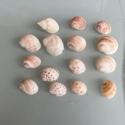 15 Conchas do Mar