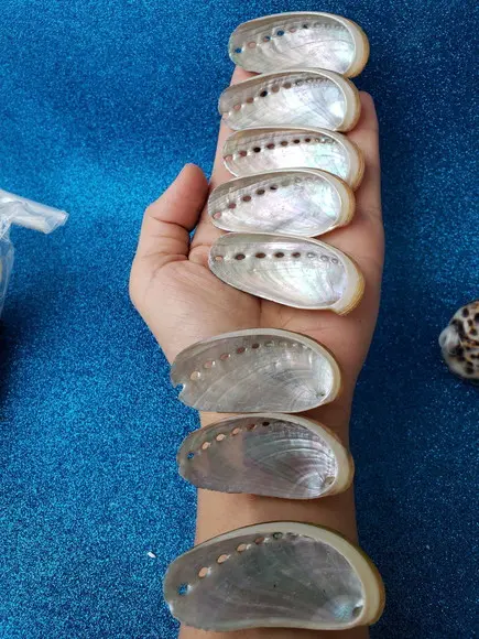 2 Conchas do mar abalone