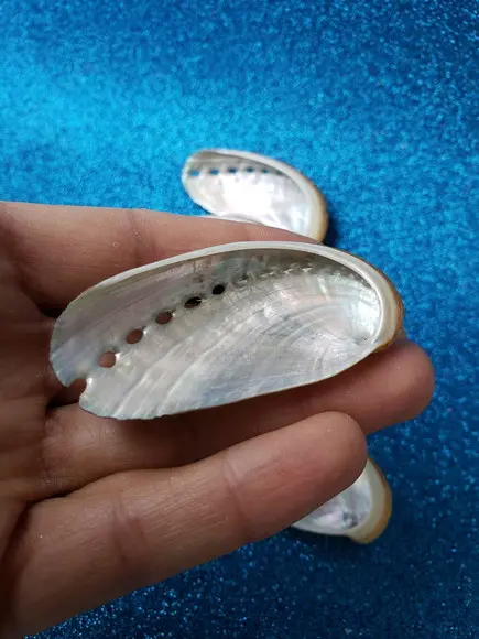 2 Conchas do mar abalone