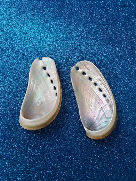 2 Conchas do Mar Abalone